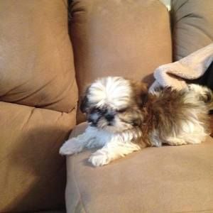 Meet your Posher, Diane